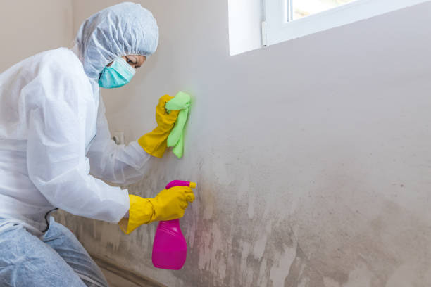 Trusted Sparta, WI Mold Removal & Remediation Experts